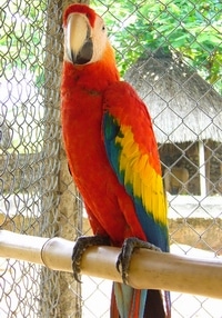Tolima Bird