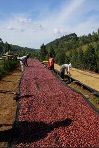 coffee drying beds